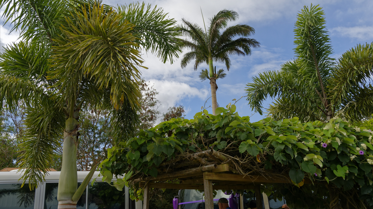 20190202-090552••Welchman Hall•Saint Thomas•Barbados